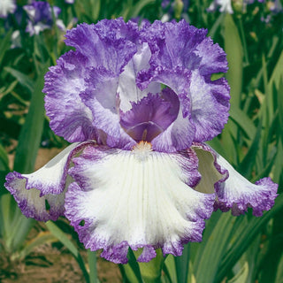 Girly Girl Reblooming Bearded Iris