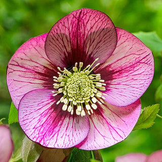 Fresco Wow Size King Hellebores