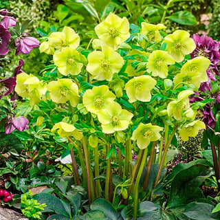 Lush Green Hellebore