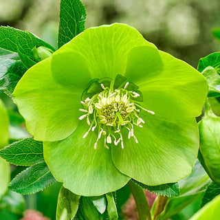 Lush Green Hellebore