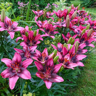 Trendy Santo Domingo Carpet Border Lily