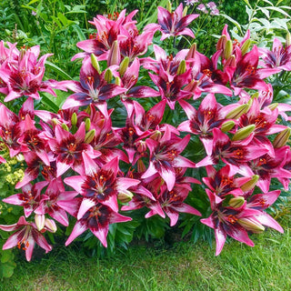 Trendy Savannah Carpet Border Lily