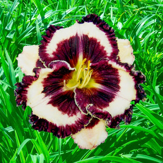 Protege Reblooming Daylily