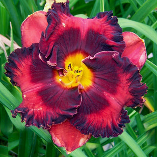 Theodora Reblooming Daylily