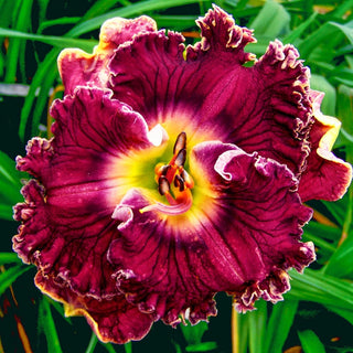 Plethora Reblooming Daylily