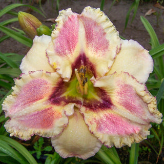 Lotta Dotta Reblooming Daylily