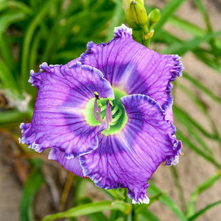 Lavender Tomorrow Reblooming Daylily