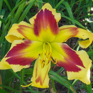 One Hot Mama Reblooming Daylily