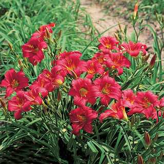 Ruby Stella Reblooming Daylily