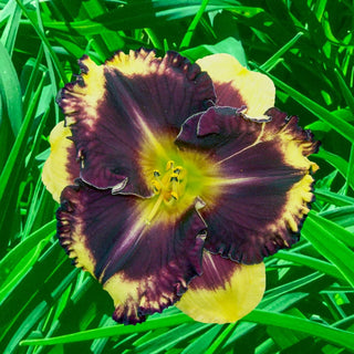 Deep Trance Reblooming Daylily