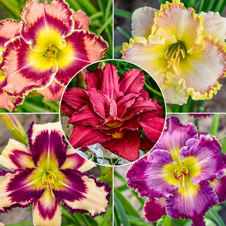 Collection Constant Colour Reblooming Daylily