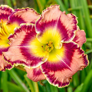 Collection Constant Colour Reblooming Daylily