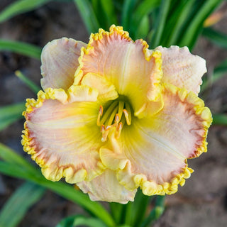 Collection Constant Colour Reblooming Daylily