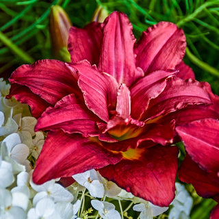 Collection Constant Colour Reblooming Daylily