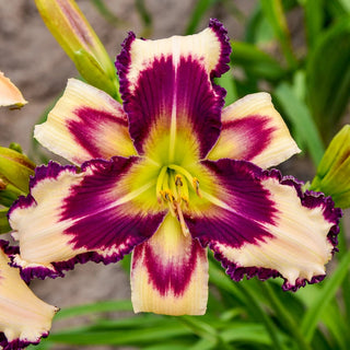 Collection Constant Colour Reblooming Daylily