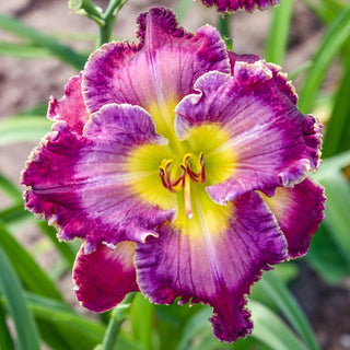 Collection Constant Colour Reblooming Daylily