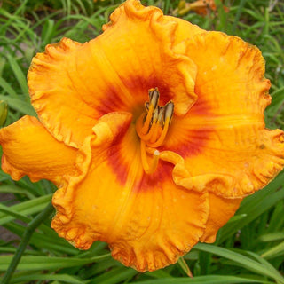 Oktoberfest Reblooming Daylily