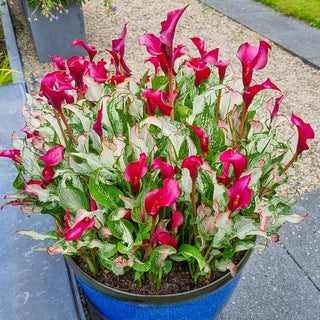 Frozen Queen Calla Lily