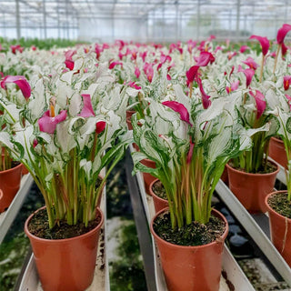 Frozen Queen Calla Lily