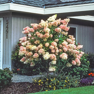 Pee Gee Hydrangea