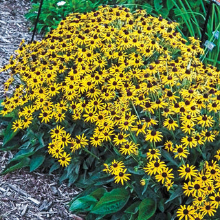 Goldsturm Black-Eyed Susan