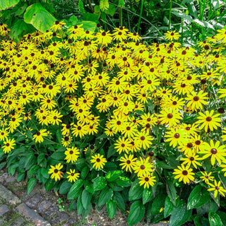 Goldsturm Black Eyed Susan