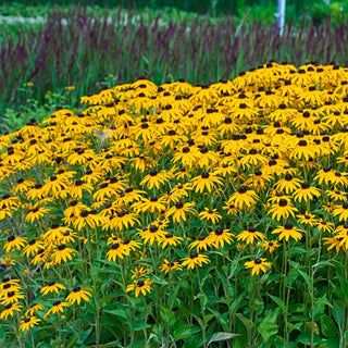 Goldsturm Black Eyed Susan