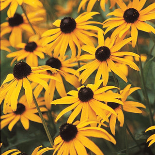 Goldsturm Black Eyed Susan