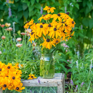 Goldsturm Black Eyed Susan