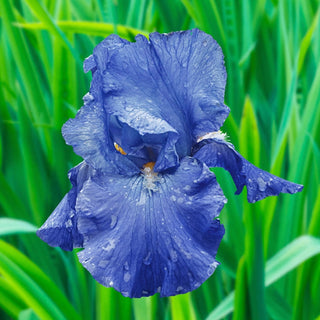 Feedback Reblooming Bearded Iris