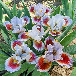 Going In Circles Bearded Iris