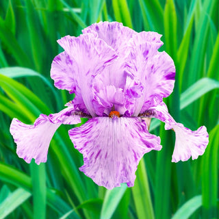 Maria Tormena Bearded Iris