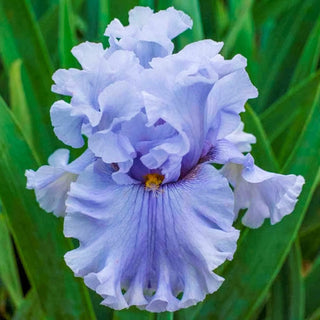 Platinum Passion Bearded Iris