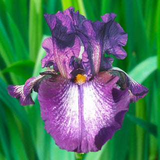 Aubergine A La Mode Reblooming Bearded Iris