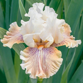 Hello Darling Bearded Iris