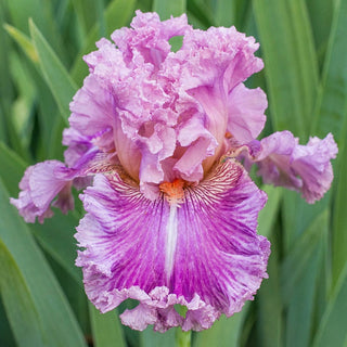 Lacy & Ruffled Iris