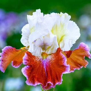 Lady Leigh Bearded Iris