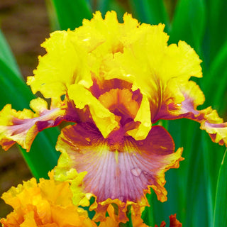 Nice Job Bearded Iris