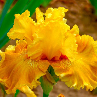 Oregon Firestorm Reblooming Bearded Iris