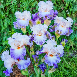 Polite Applause Bearded Iris