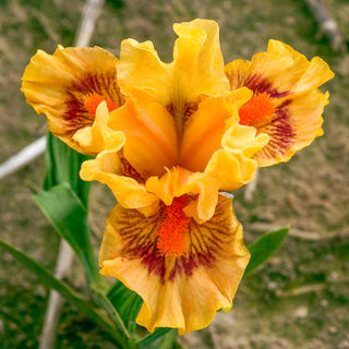 Pure Juice Dwarf Bearded Iris