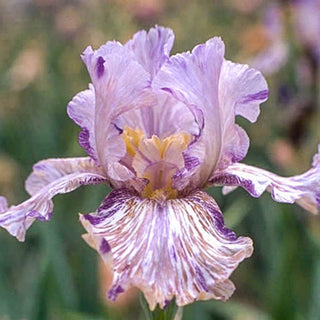 Zebra Iris