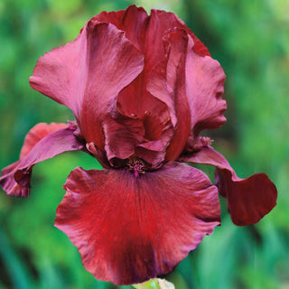 Red Dirt Road Bearded Iris