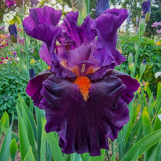 Sharp Dressed Man Bearded Iris