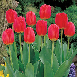 Wow Perennial Tulip Collection