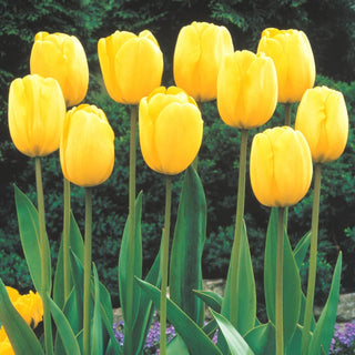 Wow Perennial Tulip Collection