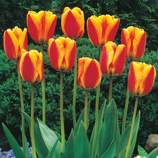 Wow Perennial Tulip Collection