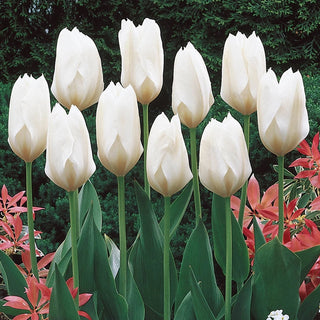 Wow Perennial Tulip Collection