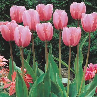 Wow Perennial Tulip Collection