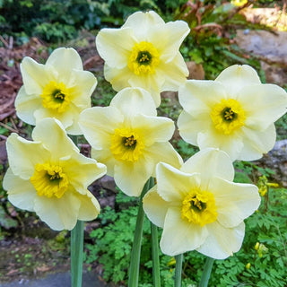 Mint Julep Daffodil